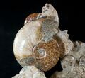 Stunning Tall Ammonite Cluster - #14553-6